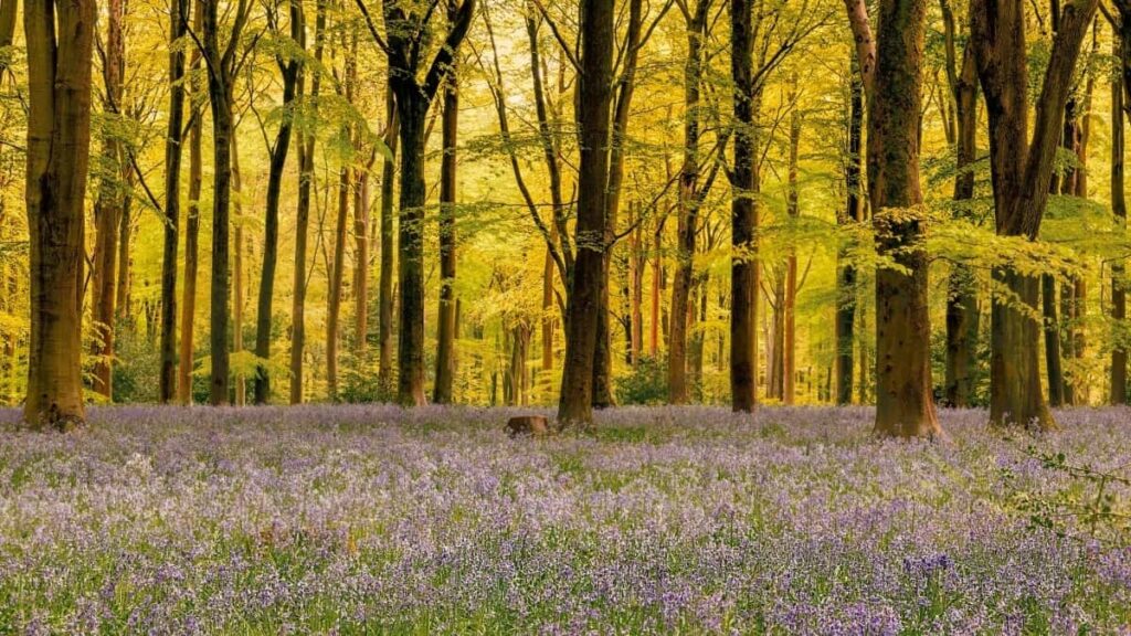 2025 Çmimet e Reklamimit të Plotë në Viber për Republikën Çeke