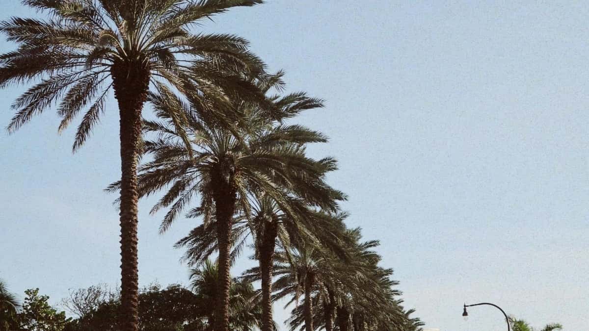 Kreatorë: Si të arrish brendet Tanzaniane në Lazada