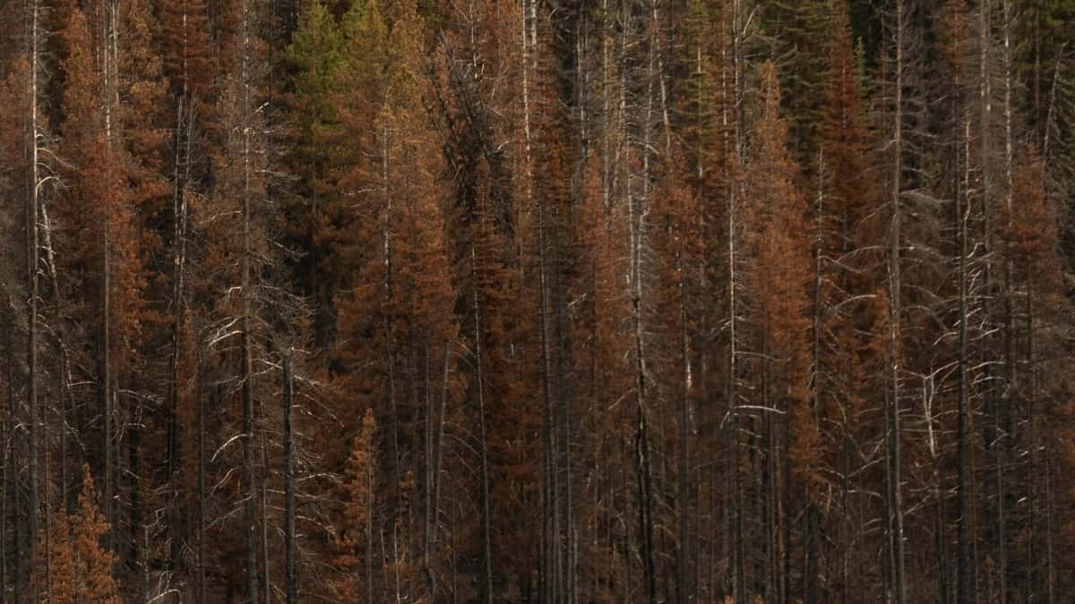 Si të Gjesh Krijues Georgia Moj për Bashkëpunime me Krijuesit Kryesorë në Linja Produktesh