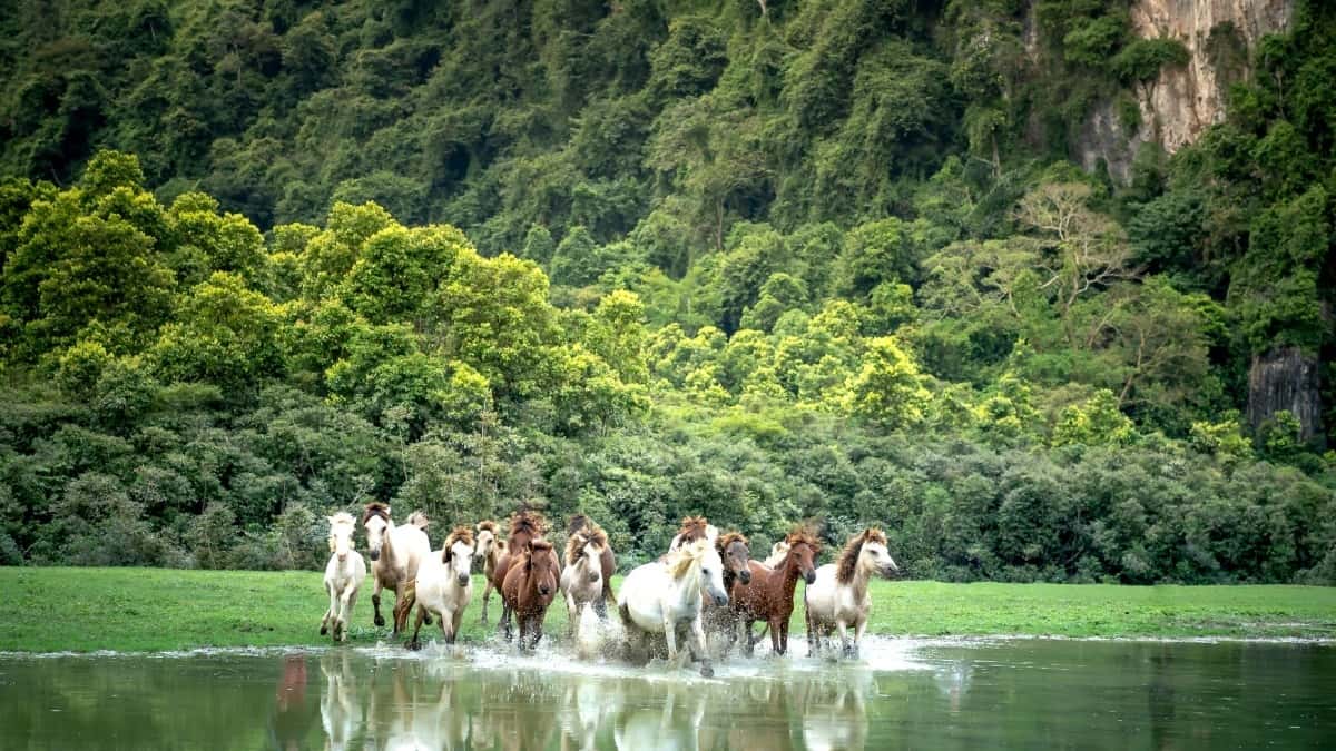 Krijues: Si të arrini marka Myanmar në Hulu për guide produktiviteti