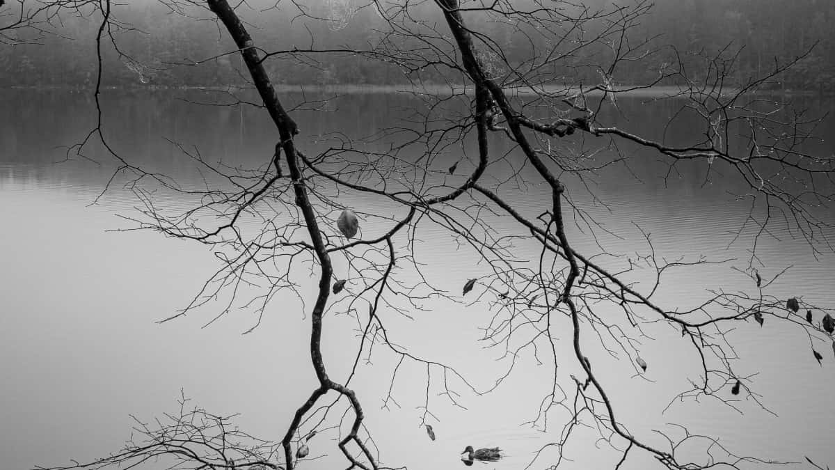 Reklamues: Gjeni krijues Kuaishou në Lituani, shpejt