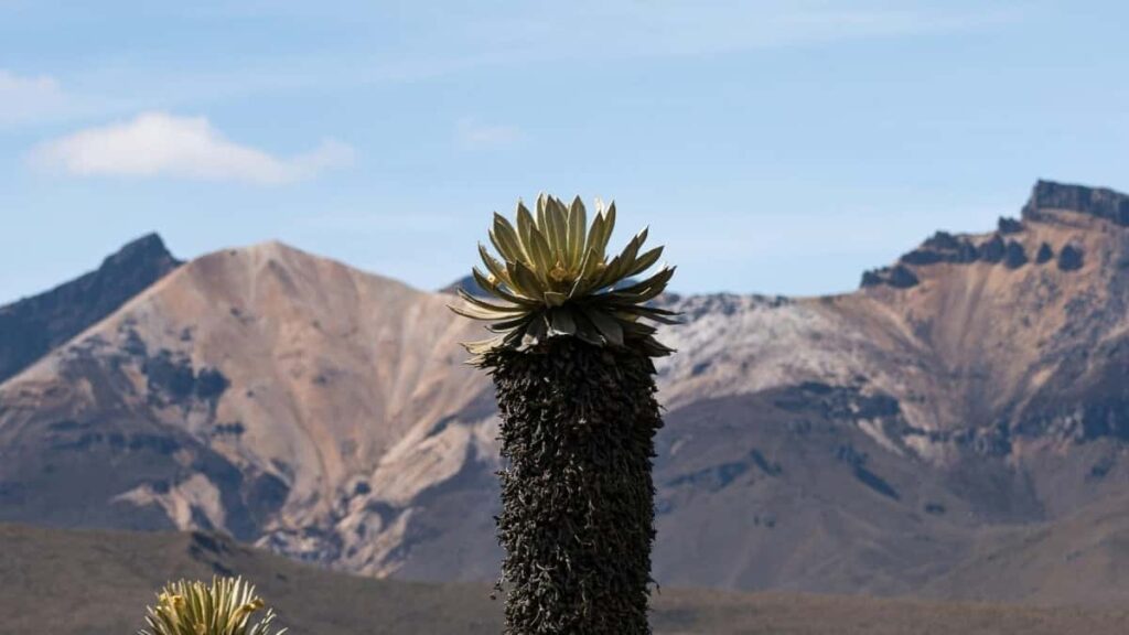 Udhezues praktik per krijues ne Shqiperi: si te gjesh dhe te kontaktoni markat Tanzaniane ne SoundCloud, te siguroni klipet e unboxing dhe testimonial taktika lokale, shembuj dhe checklist.