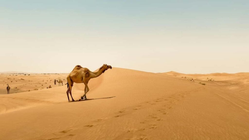 Udhezues praktik per reklamuesit shqiptare: si te gjeni dhe bashkepunoni me krijues Hulu ne Kile per fushata te fokusuara ne angazhimin e audiences.