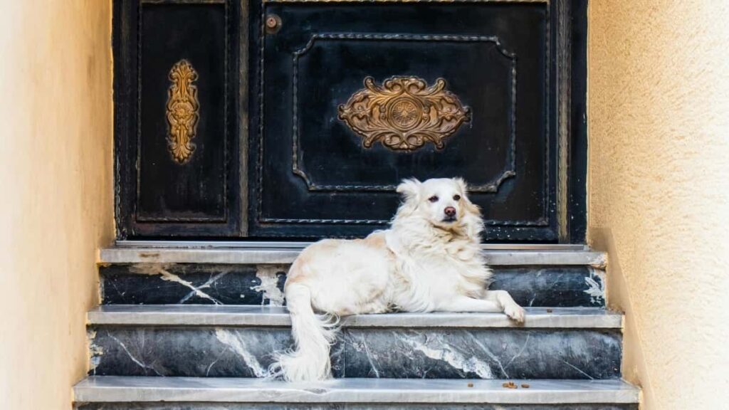 Udhezues praktik per reklamues ne Shqiperi: si te identifikoni, kontaktoni dhe sponsoroni krijues SoundCloud ne Norvegji per permbajtje pas-skenave (BTS).