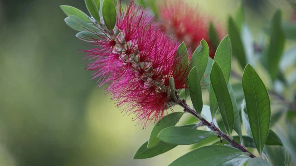 Udhezues praktik per reklamues ne Shqiperi: si te identifikoni dhe aktivizoni krijues Spotify nga Arabia Saudite per te rritur angazhimin social ne 2025.