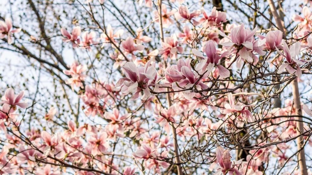 Udhezues praktik per reklamuesit shqiptare: si te identifikoni, kontaktoni dhe aktivizoni YouTuberet kroate per fushata unboxing qe bejne viral taktika, platforma dhe shembuj reale.