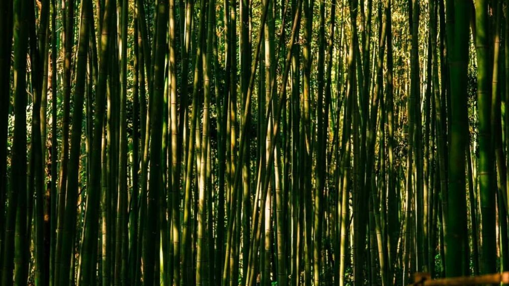 Udhezues praktik per reklamuesit ne Shqiperi: si gjeten, verifikuan dhe aktivizuan krijues KakaoTalk ne Liban per fushata sezionale te shitjeve.