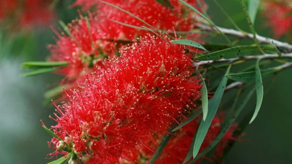 Udhezues praktik per krijues/et ne Shqiperi qe duan te kontaktojne marka gjermane ne Clubhouse dhe te fitojne pozita ambasadori bukurie.