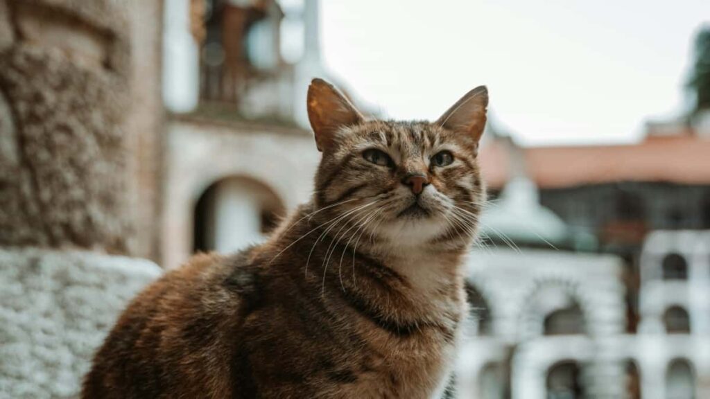 Udhezues praktik per reklamuesit shqiptare: si te identifikoni, verifikoni dhe bashkepunoni me creatoret spanjolle ne Moj per fushata esports ne 2025.