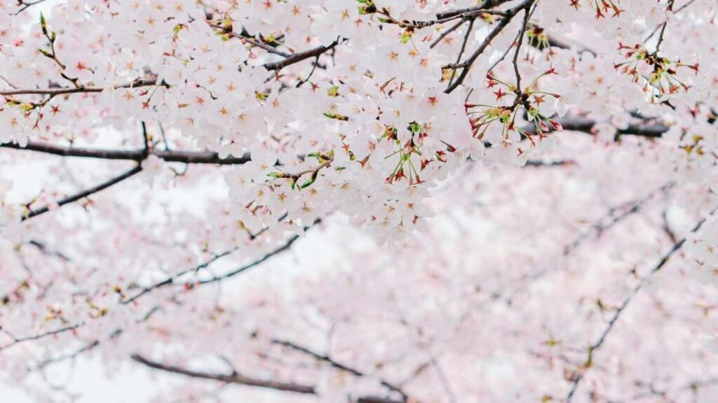 Udhezues praktik per reklamuesit shqiptare: si te identifikoni dhe bashkepunoni me krijues WhatsApp ne Letoni per fushata me mikro-influencere.