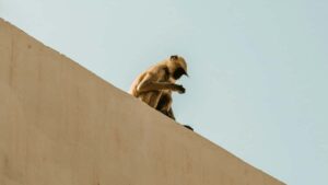 Udhezues praktik per krijuesit shqiptare: si te kontaktoni markat uruguaiane ne Douyin, strategji outreach, shembuj reale dhe si te siguroni gear per review te pajisjeve te fitnesit.