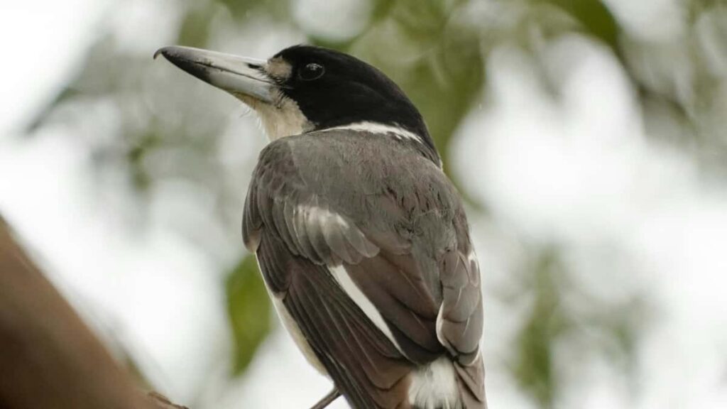 Udhezues praktik per krijuesit shqiptare: si te kontaktoni dhe te bashkepunoni me marka bullgare ne YouTube per promovime fitness, taktika lokale, dhe shembuj nga tregu i influencereve.