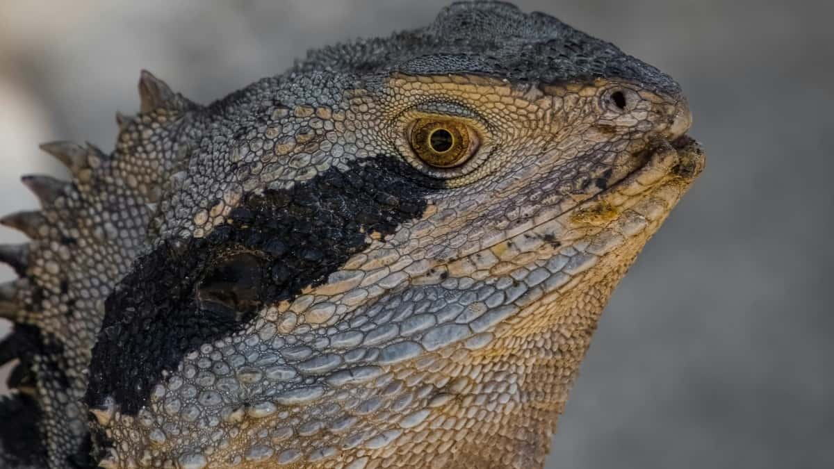 Krijues shqiptar: Si të arrish markat vietnameze në Line dhe të fitosh audiencë