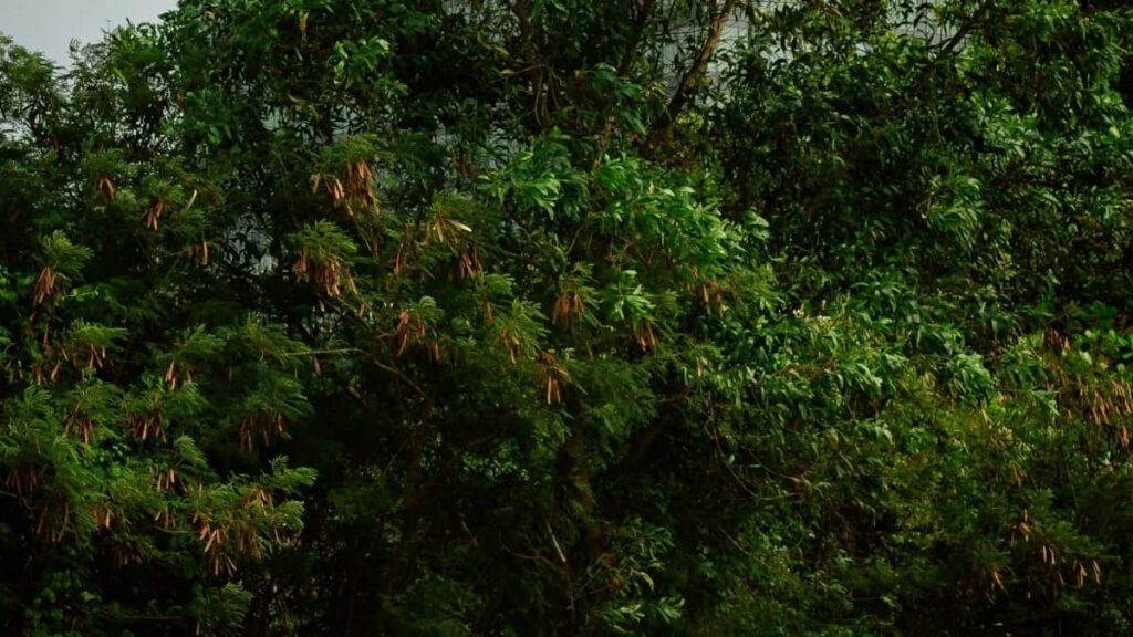 Udhezues praktik per agjenci dhe destinacione shqiptare: si te identifikosh, verifikosh dhe bashkepunosh me creatoret sllovene ne Clubhouse per te rritur vizibilitetin e destinacioneve.