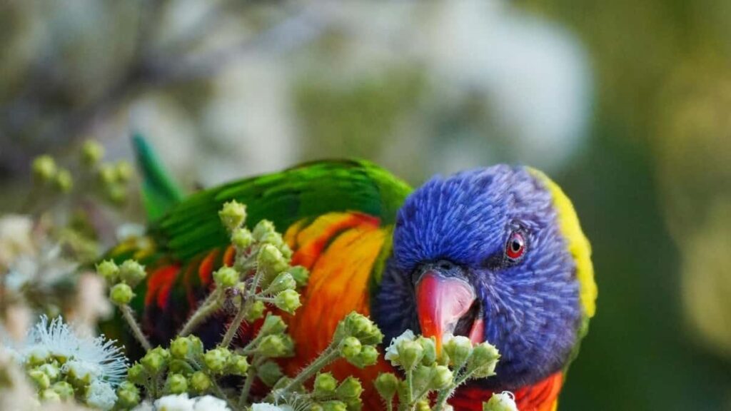 Udhezues praktik per reklamues ne Shqiperi: si te identifikosh, verifikosh dhe te nisesh fushata UGC me krijues India Threads, duke perdorur tregun e creator-led commerce ne Indi si model.