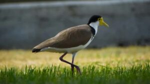 Udhezues praktik per markat shqiptare: si te gjeni dhe bashkepunoni me krijues Etsy nga Republika Domenikane per vlogs eventesh reale.