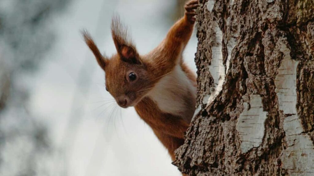 Udhezues praktik per reklamues ne Shqiperi: si te identifikoni, vleresoni dhe bashkepunoni me krijues turq ne Amazon per linja produktesh me krijues te medhenj.