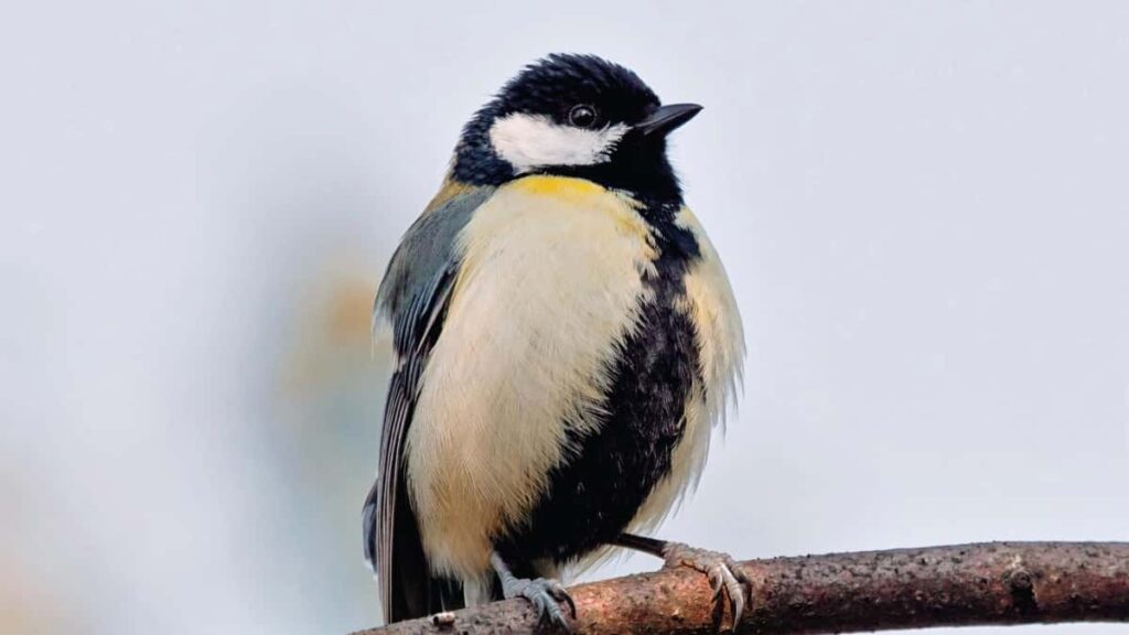 Udhezues praktik per reklamues ne Shqiperi: si te identifikoni dhe te punesoni krijues slovake qe bejne permbajtje Disney Plus per te rritur njohjen e produktit ne tregje globale.