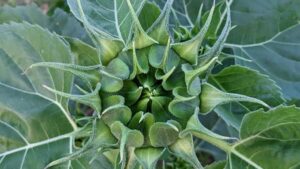 Udhezues praktik per reklamues ne Shqiperi: si te identifikoni, kontaktoni dhe te seed-oni produktet me creatoret e Cyprus Line per rritje organike dhe ROI.