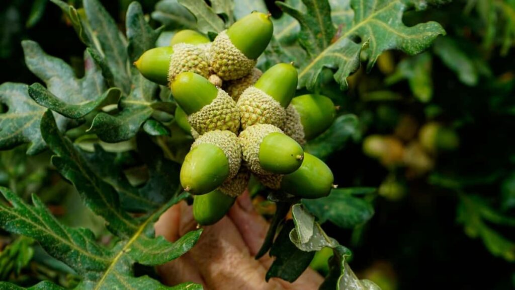 Udhezues praktik per reklamues shqiptare: ku t'i gjeni krijuesit kineze te Disney Plus, si t'u ofroni marreveshje me tarife fikse, dhe si te menaxhoni pagesat e rrezikun. Keshilla taktike, kanalet kryesore dhe shembuj reale.