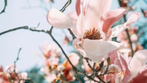 Udhezues praktik per krijuesit shqiptare: si te targetoni markat Tanzaniane ne Rumble, te ndertoni oferta lokale dhe te konvertoni me CTA te fuqishme.