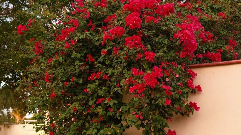 Udhezues praktik per krijues ne Shqiperi: si te kontaktoni dhe mbyllni partneritete me brandet argjentinase ne Josh per tu hostuar giveaway me celesa lojrash.