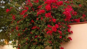 Udhezues praktik per krijues ne Shqiperi: si te kontaktoni dhe mbyllni partneritete me brandet argjentinase ne Josh per tu hostuar giveaway me celesa lojrash.